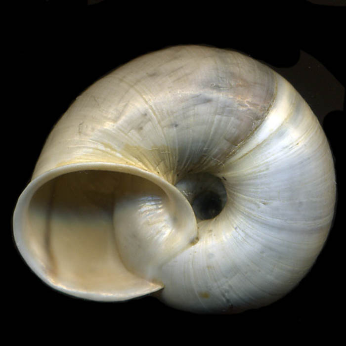 Chilostoma (Chil.) cingulatum baldense (Rossmssler, 1835)